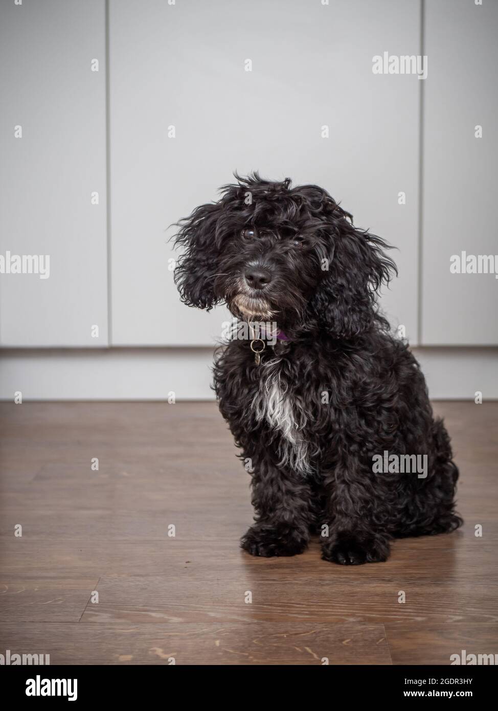 A cute, black cockapoo puppy with it's head tilted to one side in a neutral kitchen Stock Photo