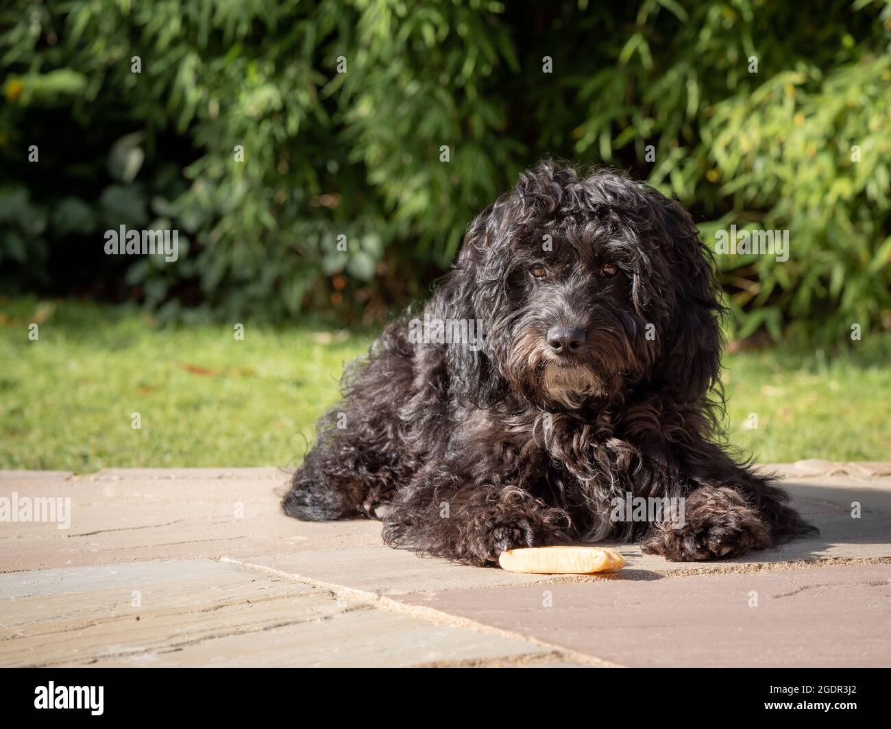 A black cockapoo puppy lying down in a garden on a sunny morning with a chew between it's paws Stock Photo