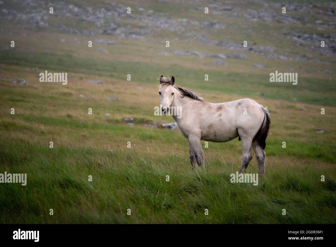 A wild pony looking at the viewer on a murky hillside in Cornwall Stock Photo
