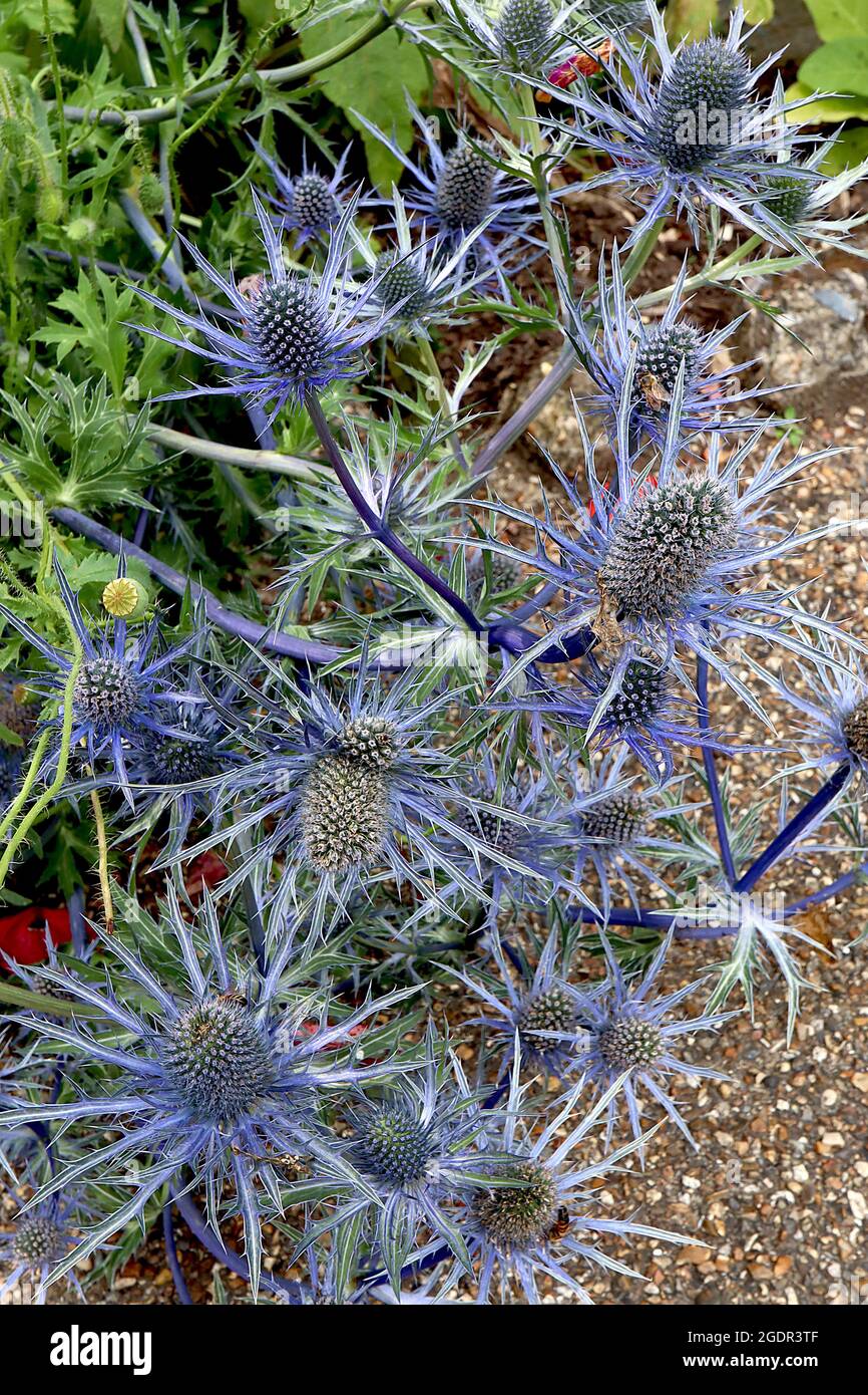 Eryngium ‘Lapis Blue’ sea holly Lapis Blue coneshaped flower heads