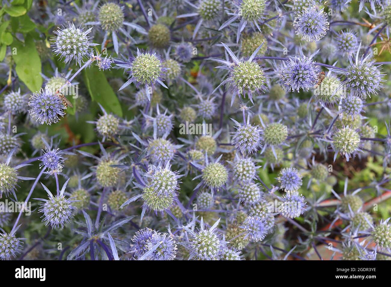 Eryngium planum ‘Blue Cap’ blue eryngo Blaukappe spherical flower