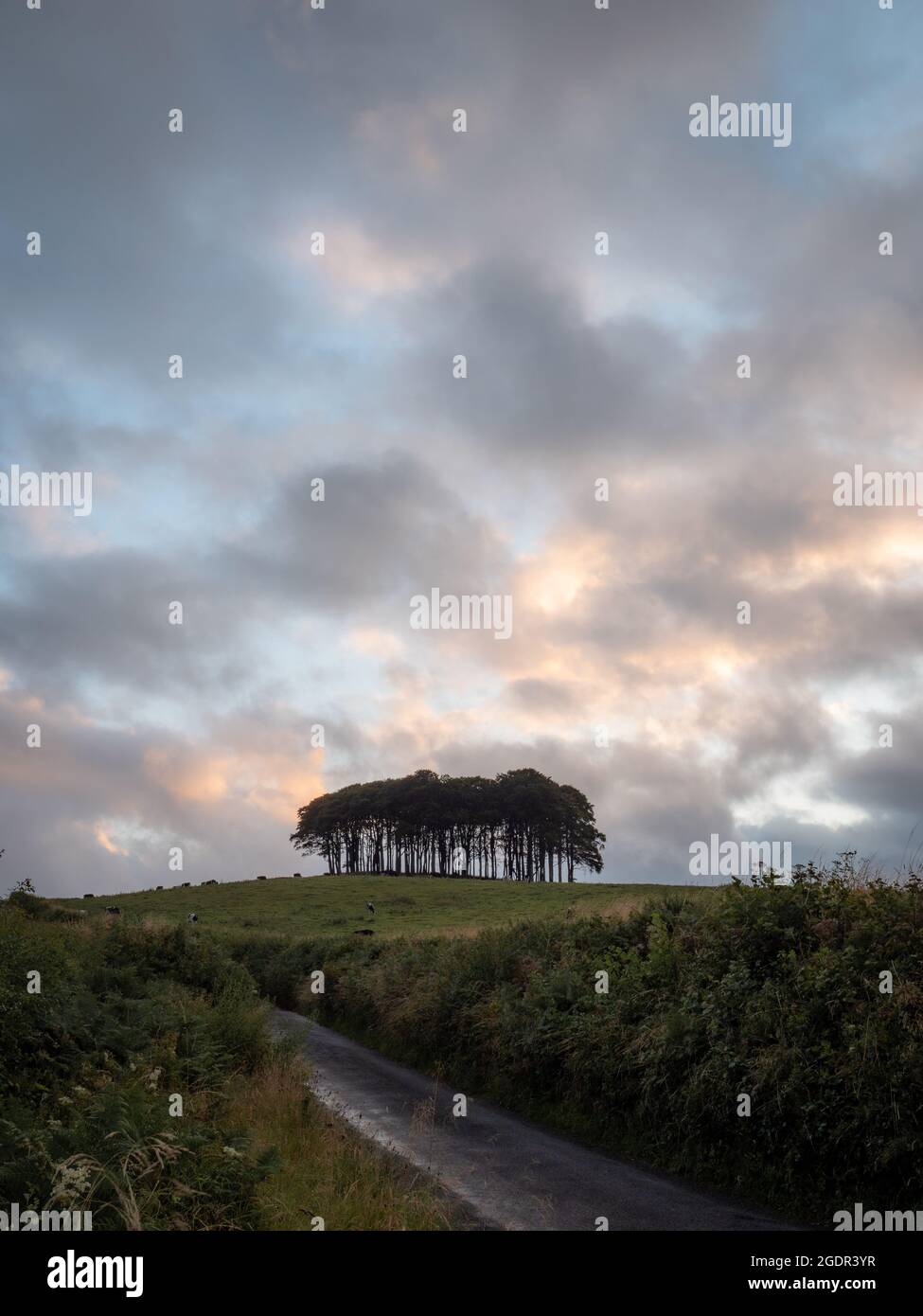 A country road in the foreground leading towards the 'nearly home' trees in Cornwall on summer's evening Stock Photo