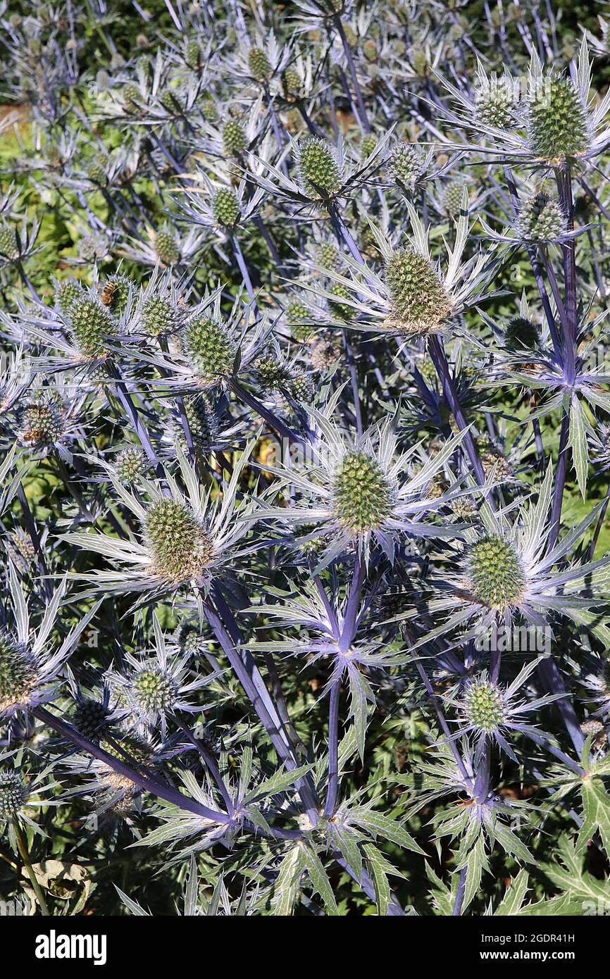 Eryngium x zabelii ‘Jos Eijking’ sea holly Jos Eijking – light green cone-shaped flower heads atop grey green bracts, mauve blue stems,  July, England Stock Photo