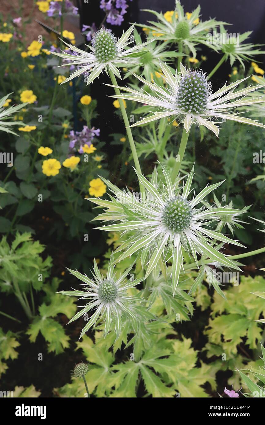 Eryngium x zabelii ‘Neptunes Gold’  sea holly Neptunes Gold - light green cone-shaped flower heads atop mid green bracts, green gold leaves Stock Photo