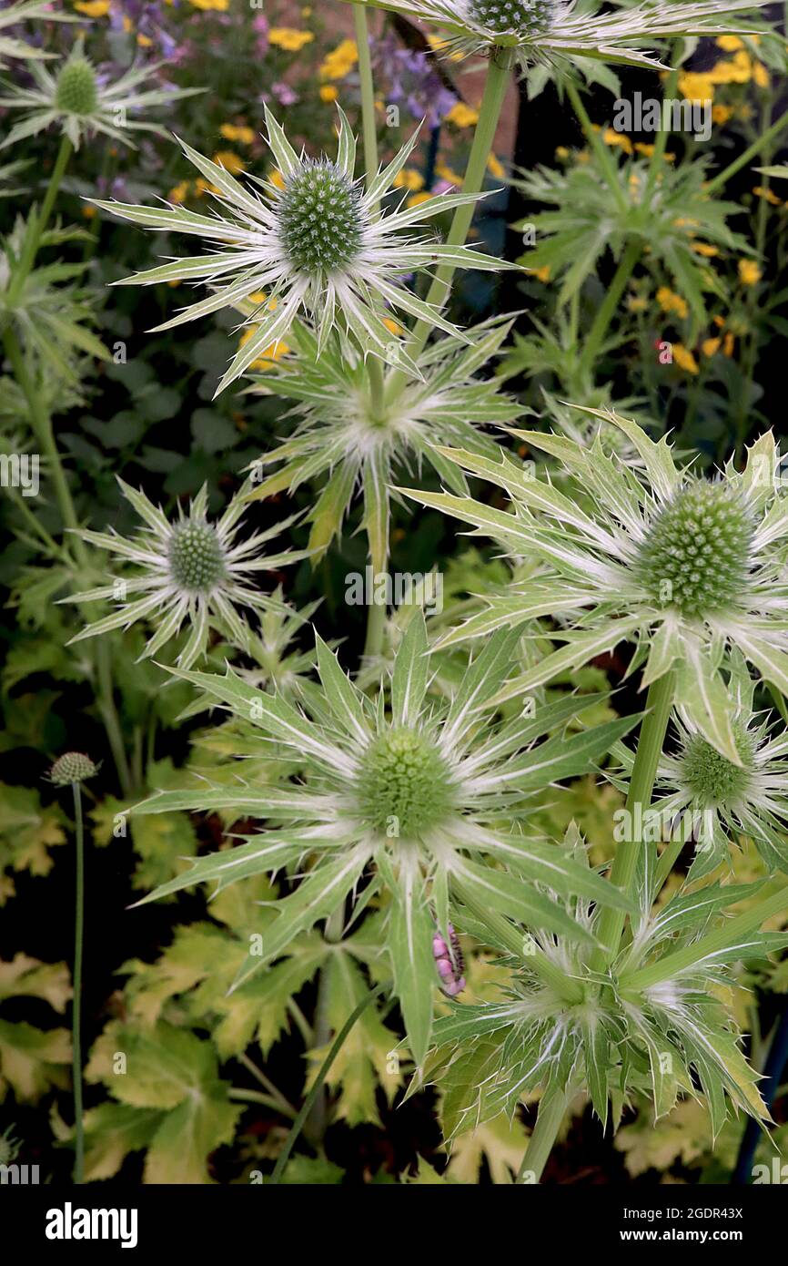 Eryngium x zabelii ‘Neptunes Gold’  sea holly Neptunes Gold - light green cone-shaped flower heads atop mid green bracts, green gold leaves Stock Photo