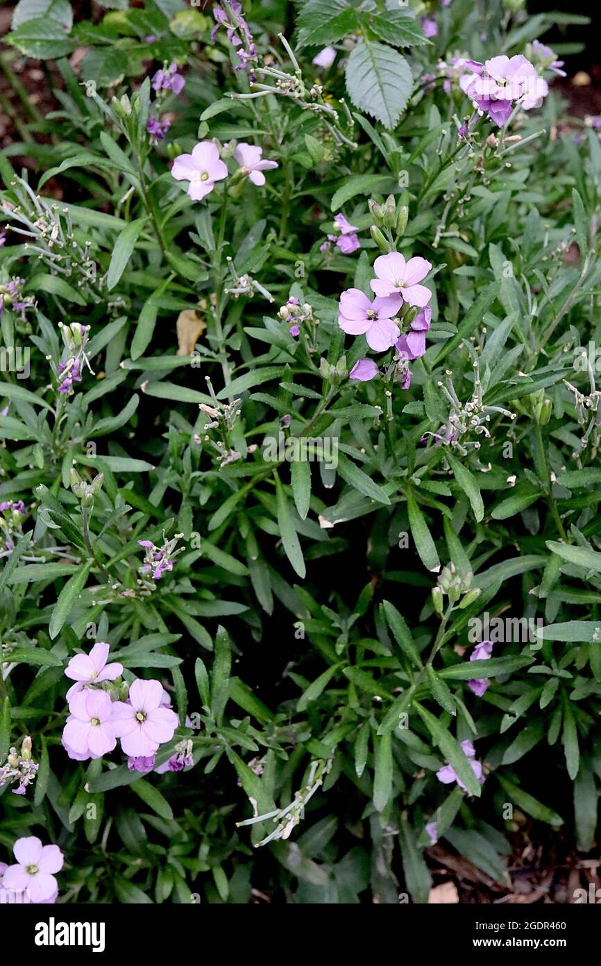 Erysimum linifolium ‘Little Kiss Lilac’ wallflower Little Kiss Lilac – miniature wallflower with lavender pink flowers,  July, England, UK Stock Photo