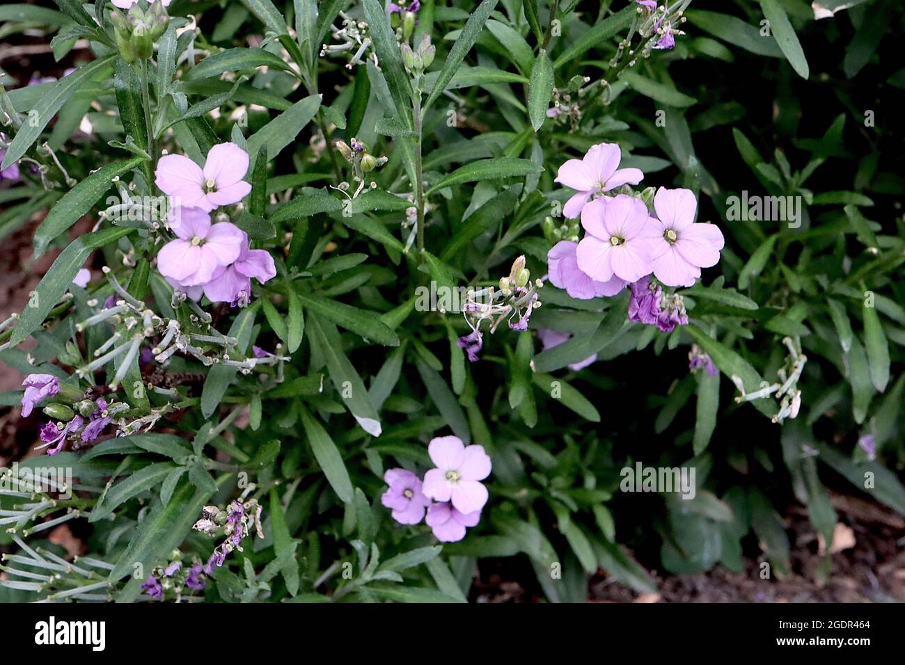 Erysimum linifolium ‘Little Kiss Lilac’ wallflower Little Kiss Lilac – miniature wallflower with lavender pink flowers,  July, England, UK Stock Photo