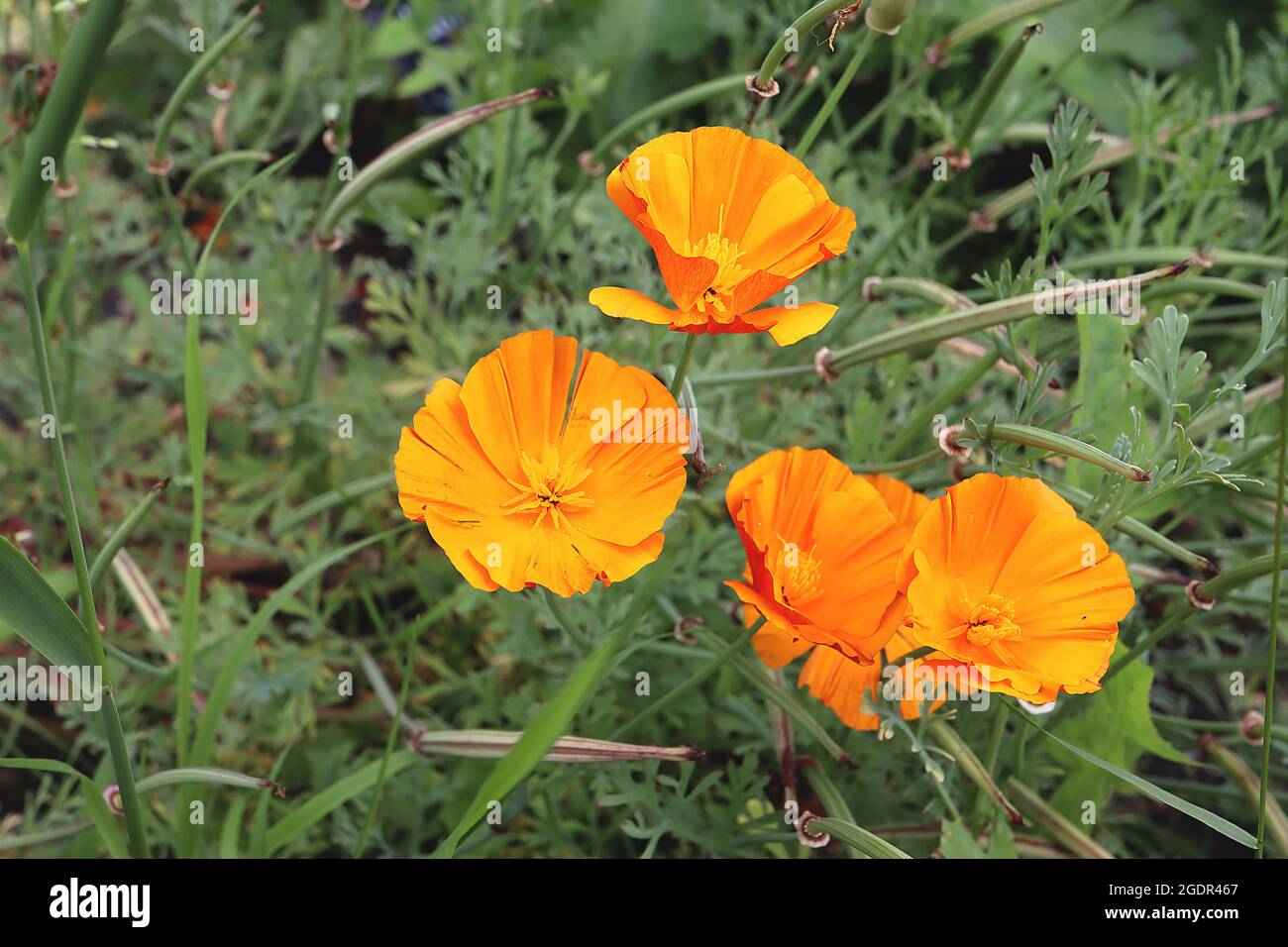 Escholzia californica ‘Orange King’ California poppy Orange King – silky cup-shaped deep orange flowers,  July, England, UK Stock Photo