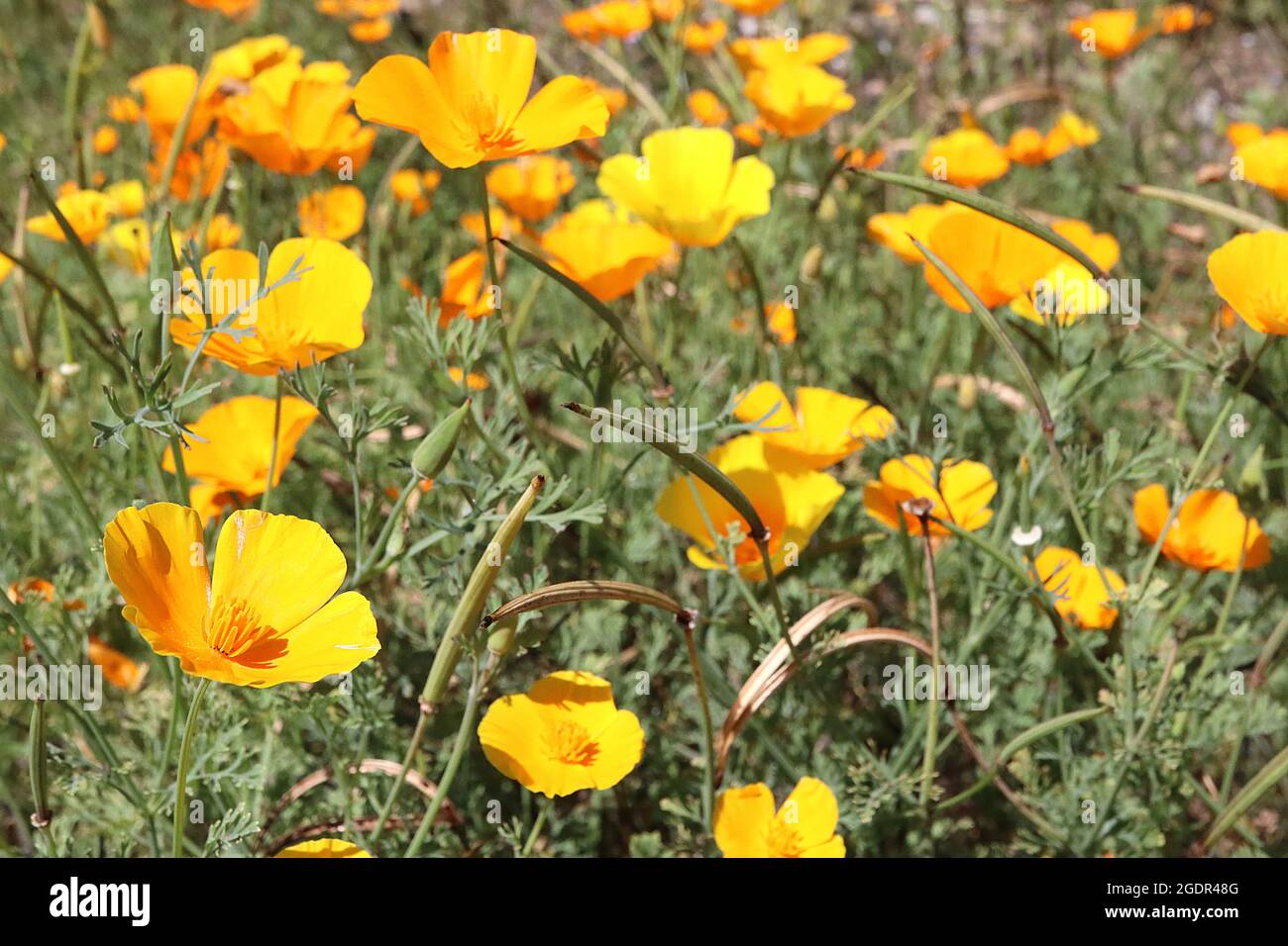 Escholzia californica YELLOW California poppy – silky cup-shaped golden yellow flowers,  July, England, UK Stock Photo