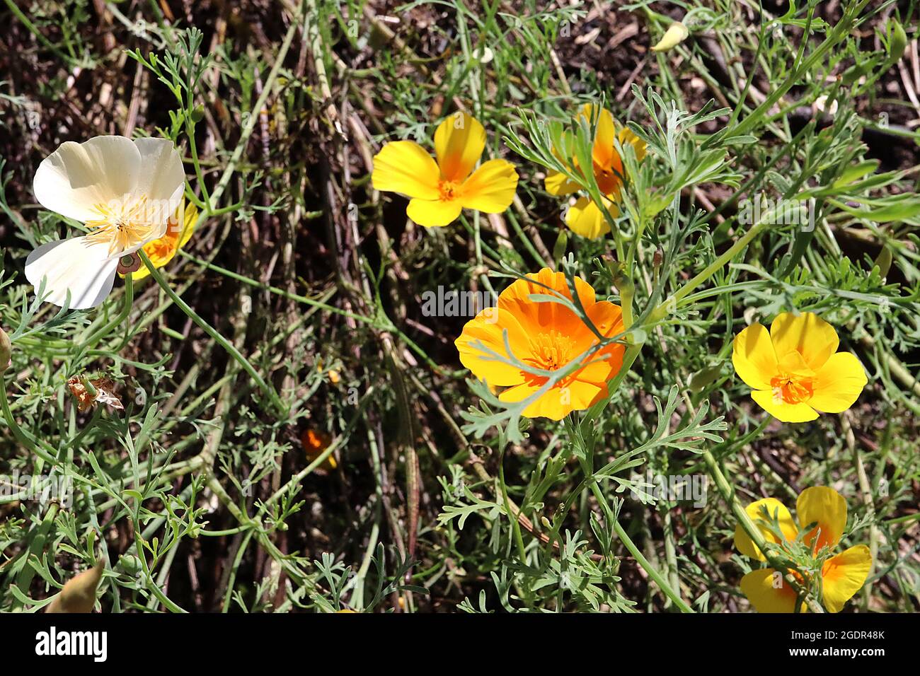 Escholzia californica ‘Orange King’, ‘White Linen’ and yellow, California poppy– silky cup-shaped orange, yellow and white flowers,  July, England, UK Stock Photo
