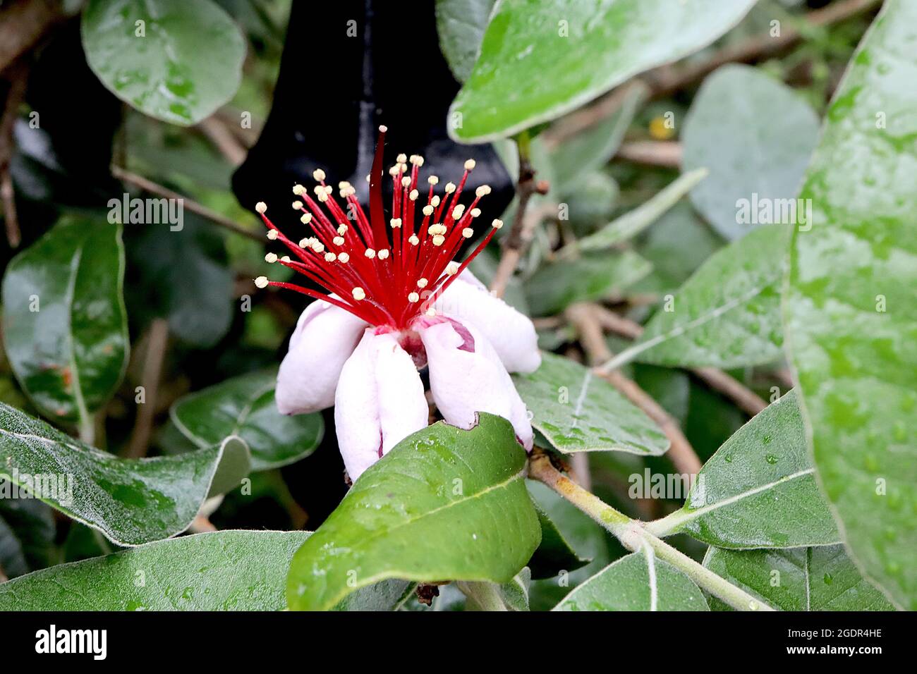 Feijoa / Acca sellowiana pineapple guava white flowers with concave