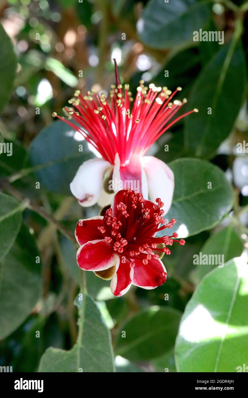 Feijoa / Acca sellowiana pineapple guava – white flowers with concave petals, pink inside, cluster of red stamens, grey green ovate leaves,  July, UK Stock Photo