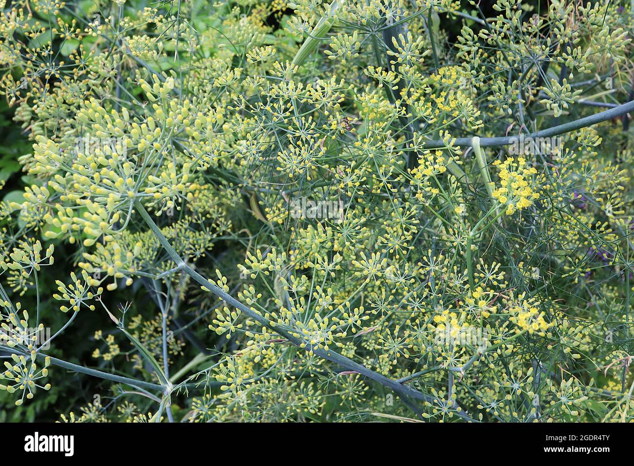Foeniculum vulgare common fennel – umbels of tiny yellow flowers and grey green hair-like leaves on tall thick stems,  July, England, UK Stock Photo