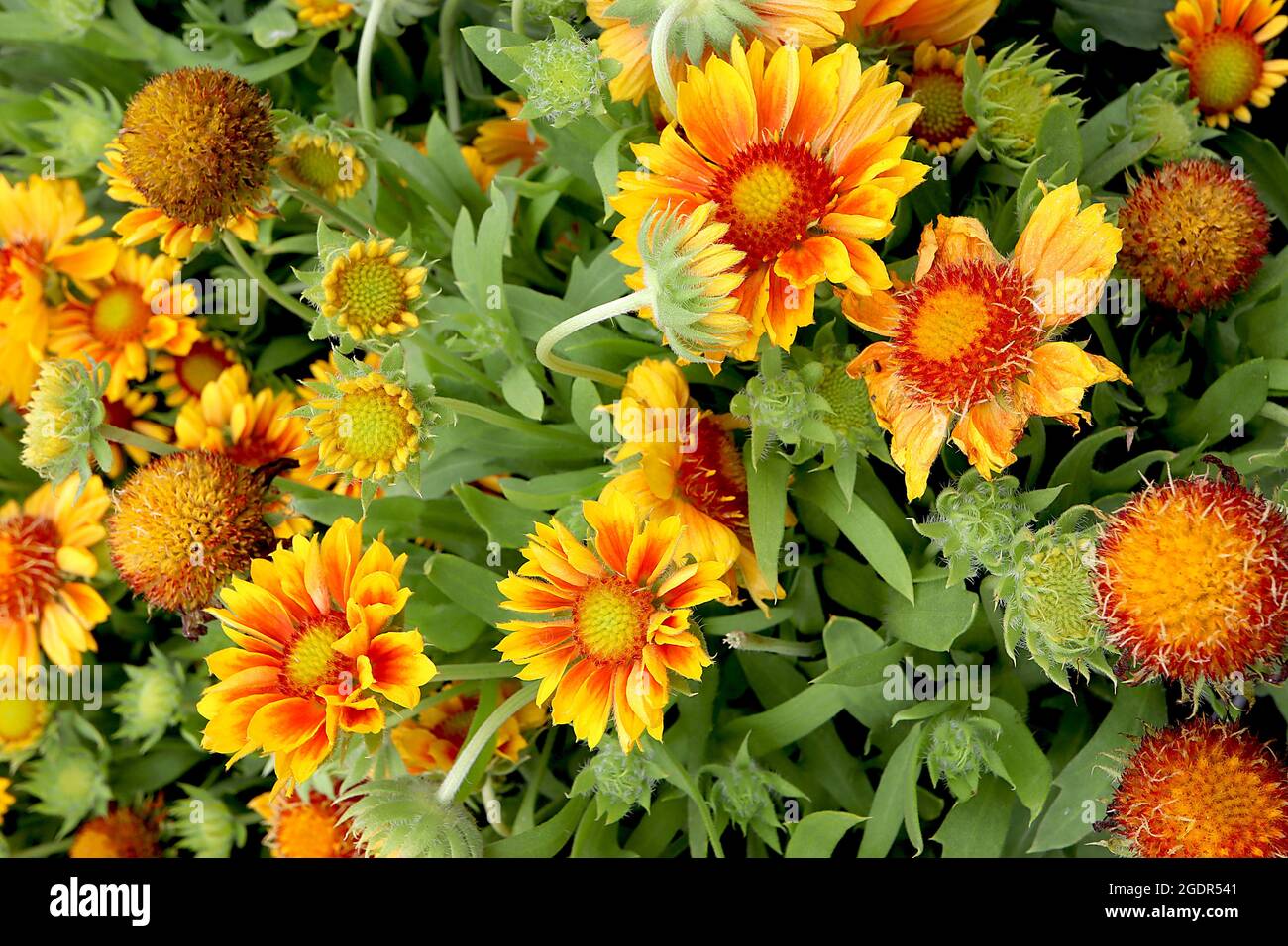 Gaillardia x grandiflora Mesa Peach blanket flower Mesa Peach orange flowers with yellow tips and and notched ruffled petals July England UK Stock Photo Alamy