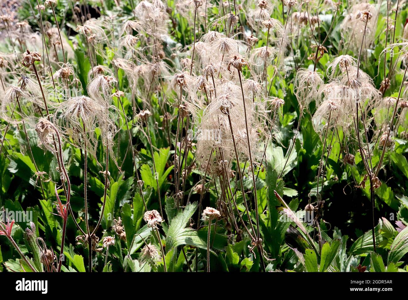 Geum trifolium prairie smoke – buff hairs of feathery seed heads,  July, England, UK Stock Photo