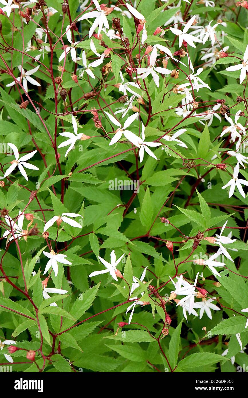 Gillenia trifoliata Bowman’s root – star-shaped white flowers with slender petals and palmately lobed mid green leaves,  July, England, UK Stock Photo