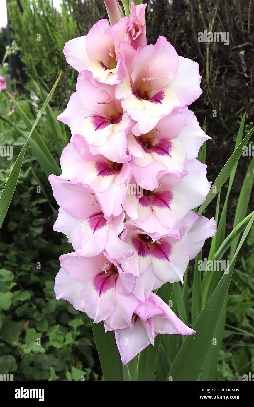 Gladiolus ‘Wine and Roses’ sword lily Wine and Roses – double funnel-shaped pale pink flowers with inner cream petals and violet blotch,  July, UK Stock Photo