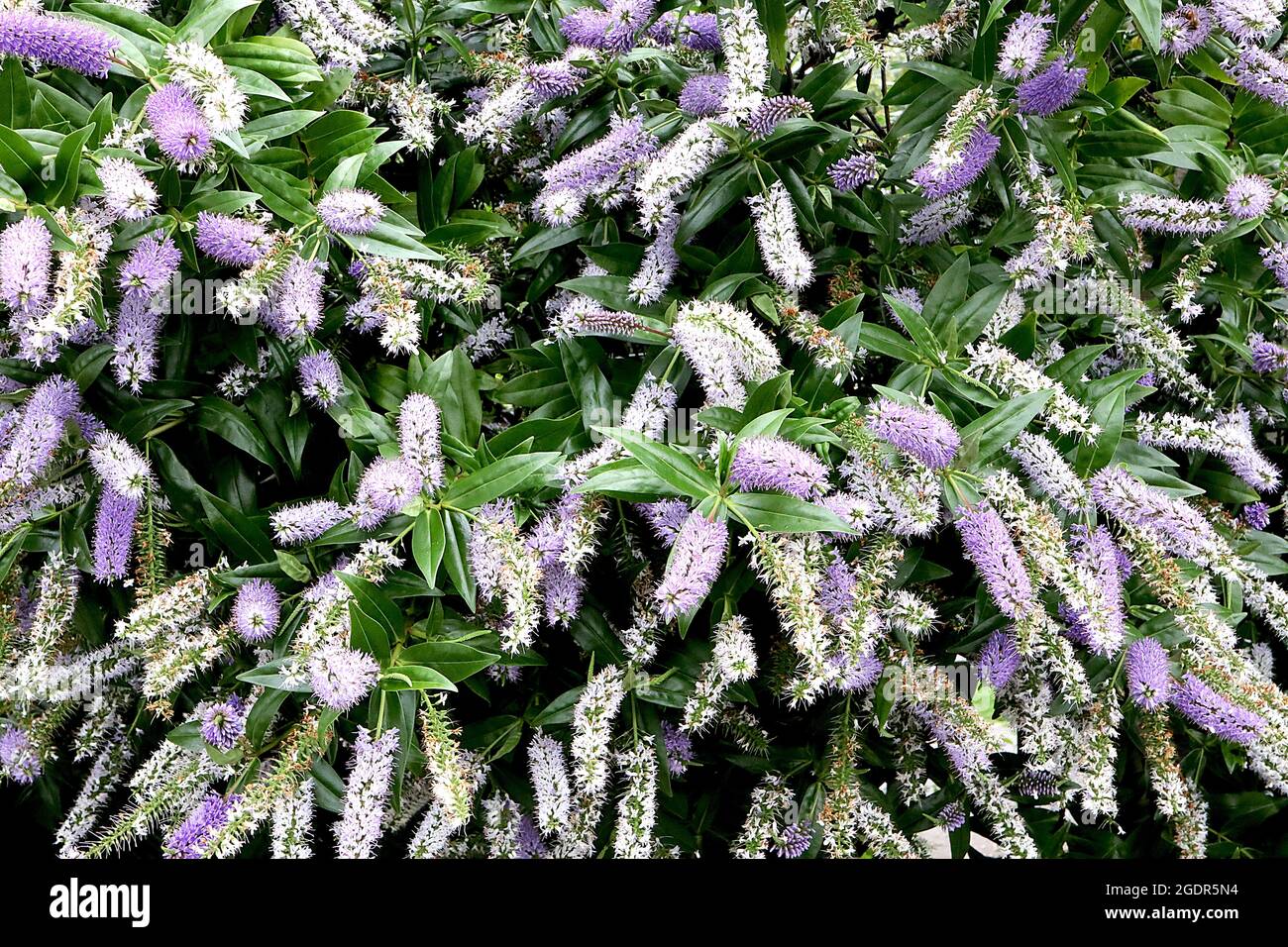 Hebe ‘Sapphire’ shrubby veronica Sapphire – short racemes of mauve blue and white flowers and glossy lance-shaped leaves, July, England, UK Stock Photo
