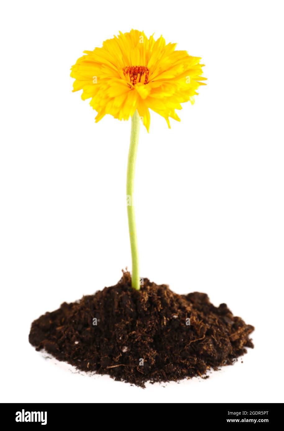 Flower growing from soil isolated on white Stock Photo Alamy