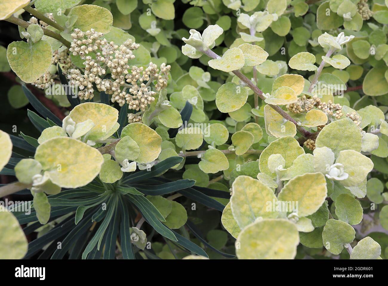 Helichrysum petiolare ‘Limelight’ liquorice plant Limelight – flower bud clusters and small round yellow green leaves on thick stems,  July, England, Stock Photo