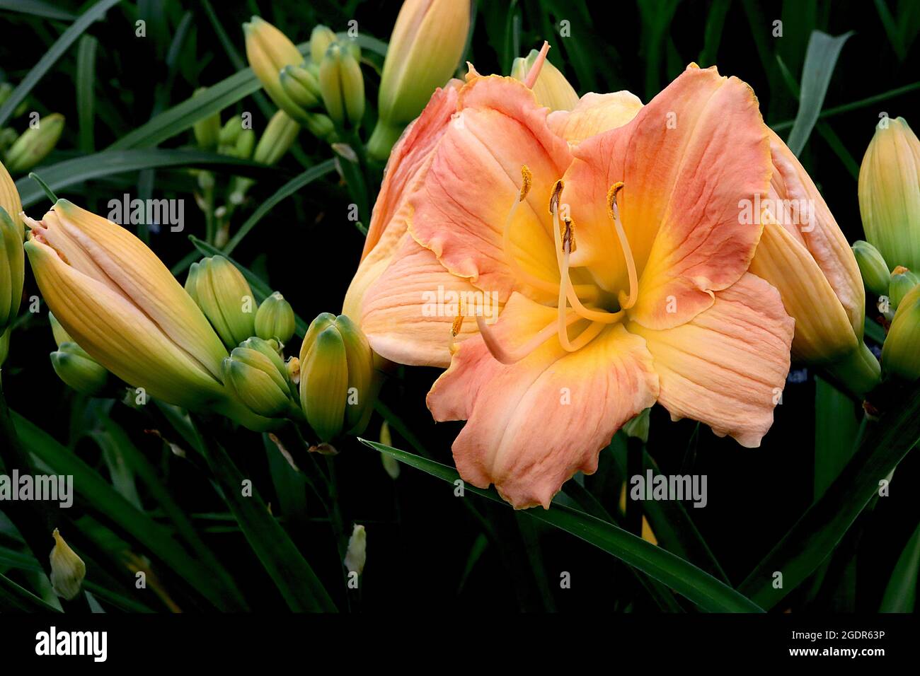Hemerocallis ‘Butterscotch Ruffles’ daylily Butterscotch Ruffles – funnel-shaped peach pink flowers with cream midrib and yellow throat,  July, UK Stock Photo