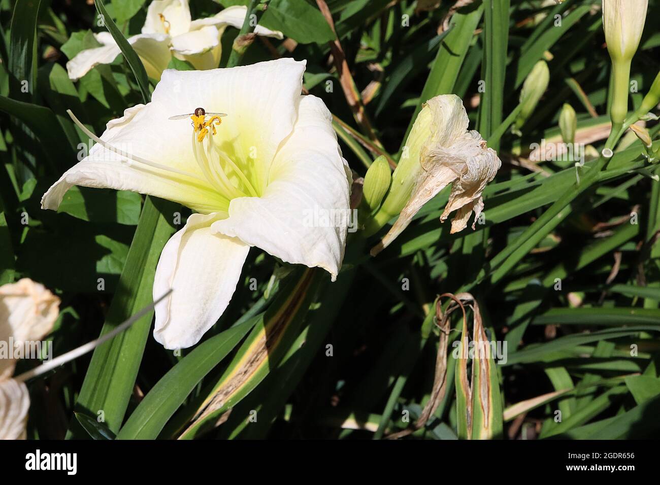 Hemerocallis ‘Gentle Shepherd’ daylily Gentle Shepherd – funnel-shaped cream white flowers with pale green throat, July, England, UK Stock Photo