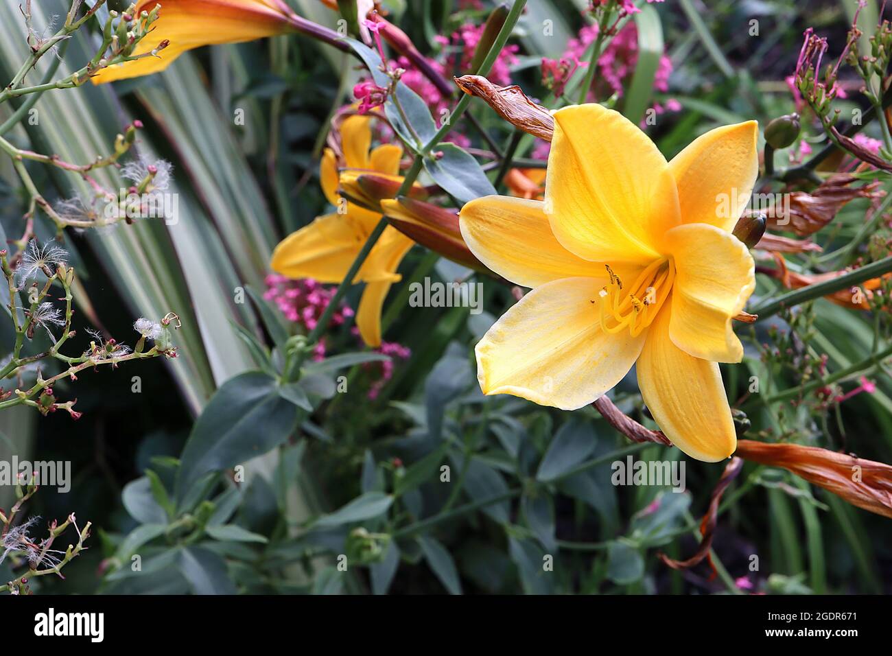 Hemerocallis ‘Hyperion’ daylily Hyperion – funnel-shaped yellow flowers with white margins and midrib, July, England, UK Stock Photo