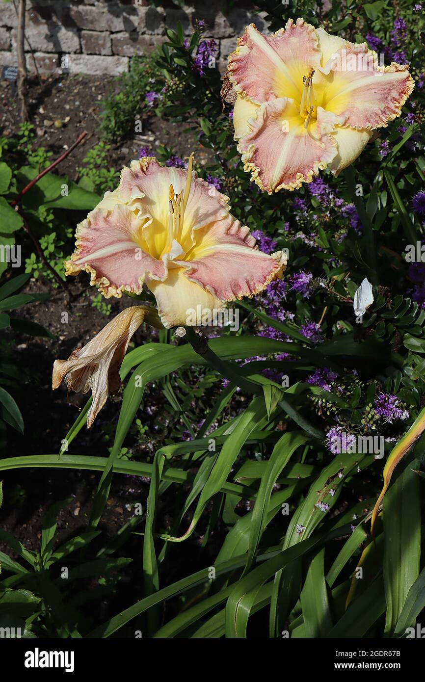 Hemerocallis ‘Ida’s Braid’ daylily Ida’s Braid – funnel-shaped dusky pink flowers with frilled margins and white midrib, pale yellow under petals, Stock Photo