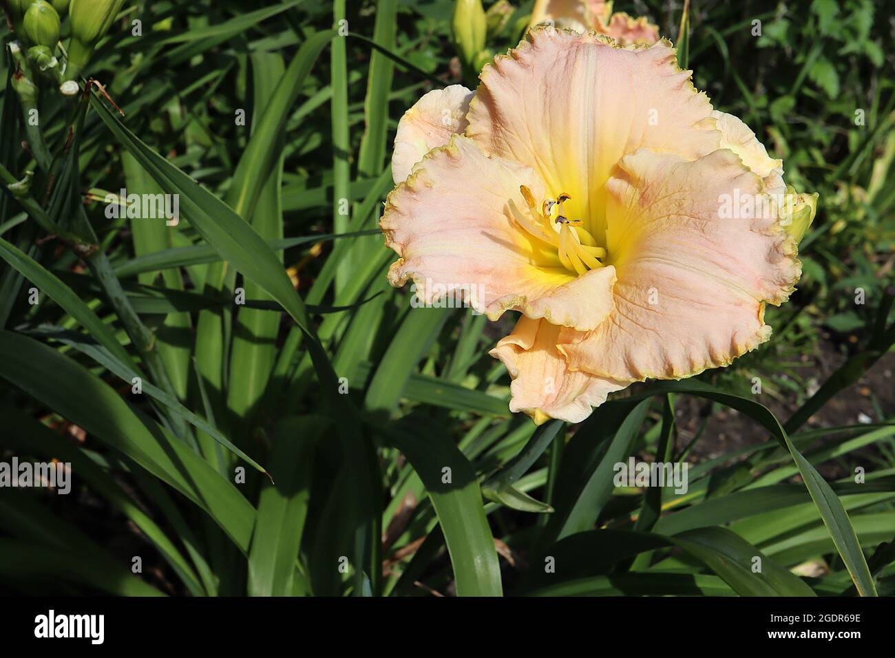 Hemerocallis ‘Ida’s Braid’ daylily Ida’s Braid – funnel-shaped dusky pink flowers with frilled margins and white midrib, pale yellow under petals, Stock Photo