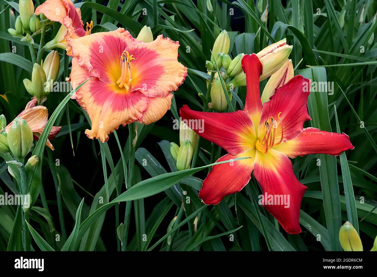 Hemerocallis / daylily ‘Redneck Riviera’  deep red flowers, yellow throat, Hemerocallis / daylily ‘Redneck Red’ pale orange flowers, deep pink halo Stock Photo