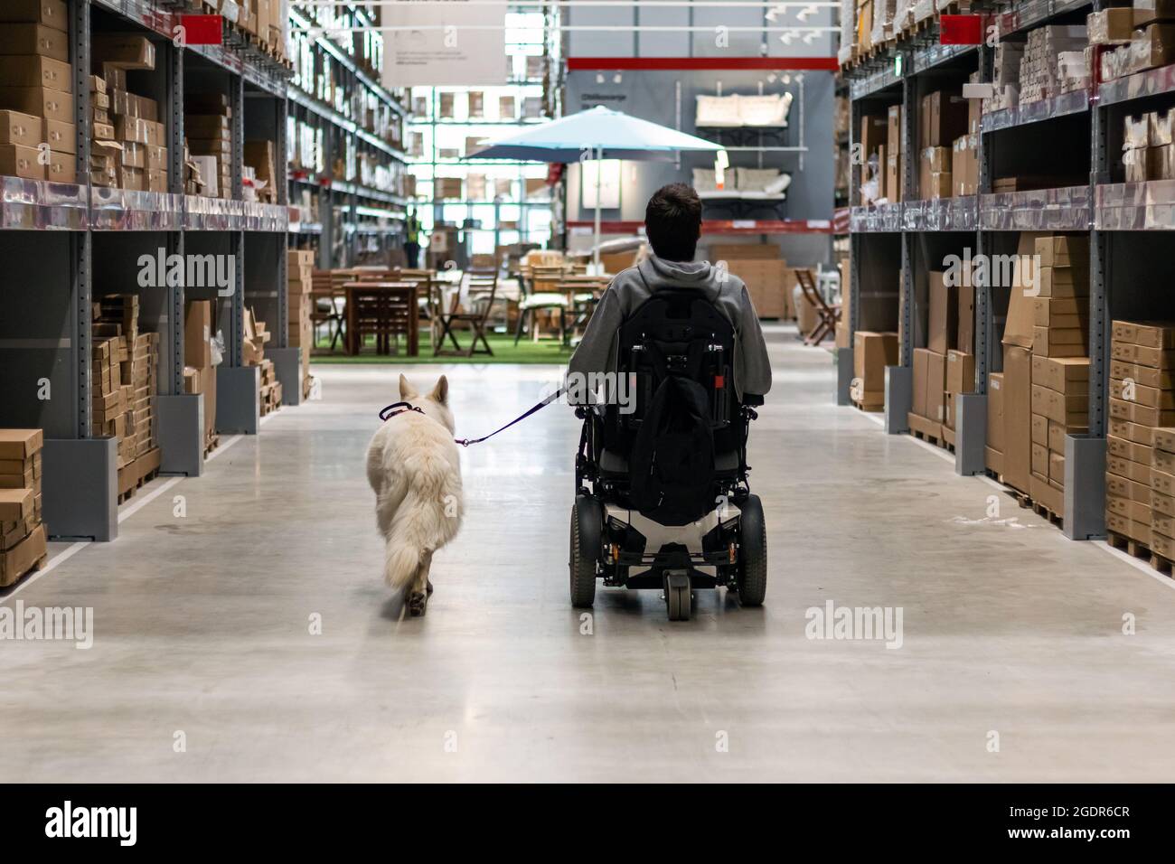 Service dog giving assistance to disabled person on wheelchair. Stock Photo