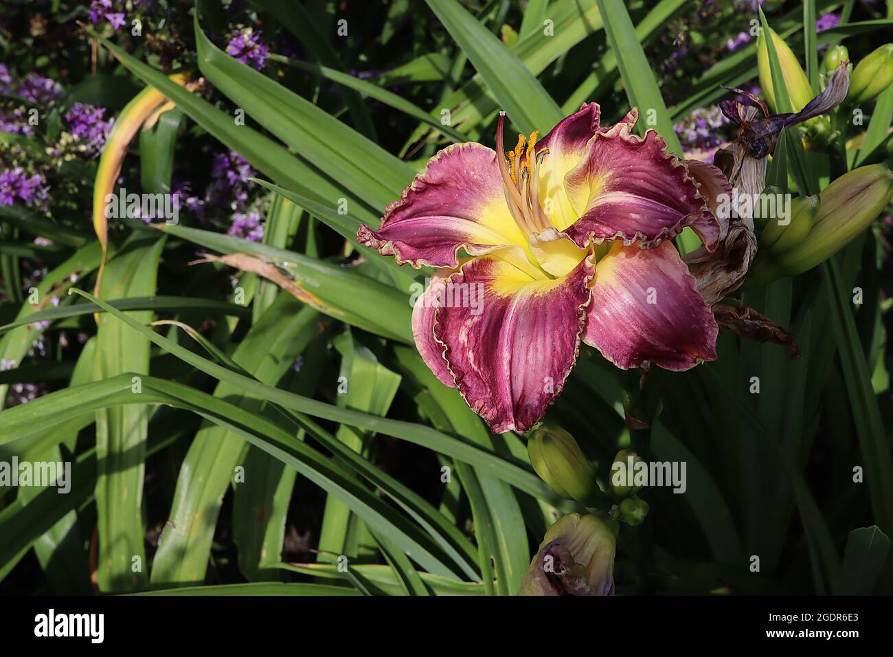 Hemerocallis / daylily ‘Ring the Bells of Heaven’ funnel-shaped purple flowers with frilly margins, white midrib and yellow throat,  July, England, UK Stock Photo