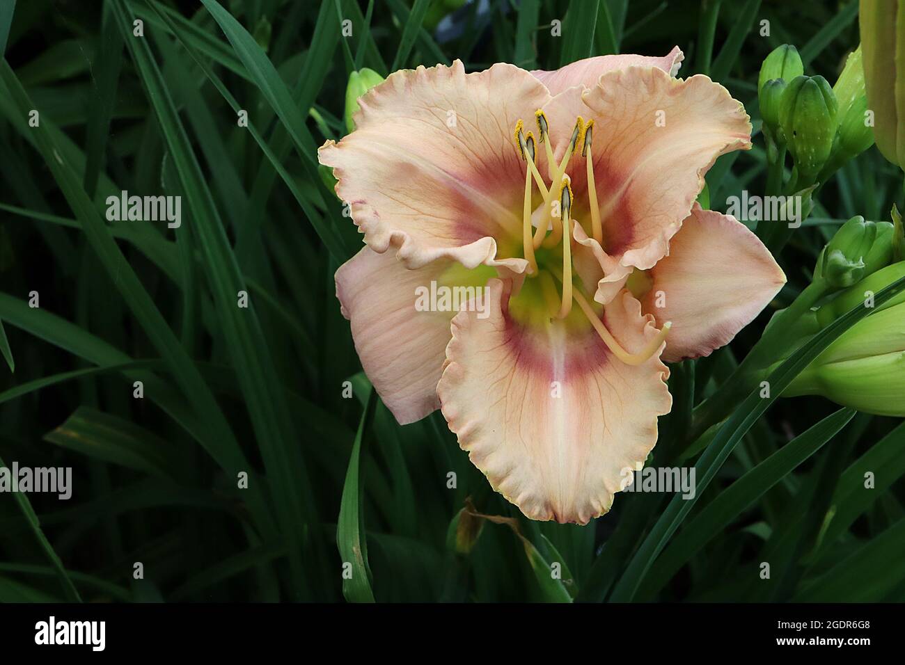 Hemerocallis ‘Roseanne’ daylily Roseanne – funnel-shaped apricot flowers with dusky pink halo, frilly margins, light green throat,  July, England, UK Stock Photo