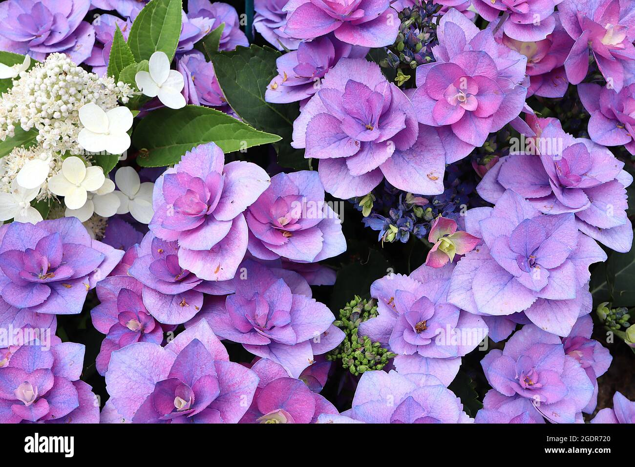 Hydrangea macrophylla ‘Flame Blue’ Hortensia Flame Blue – double violet blue flowers,  July, England, UK Stock Photo