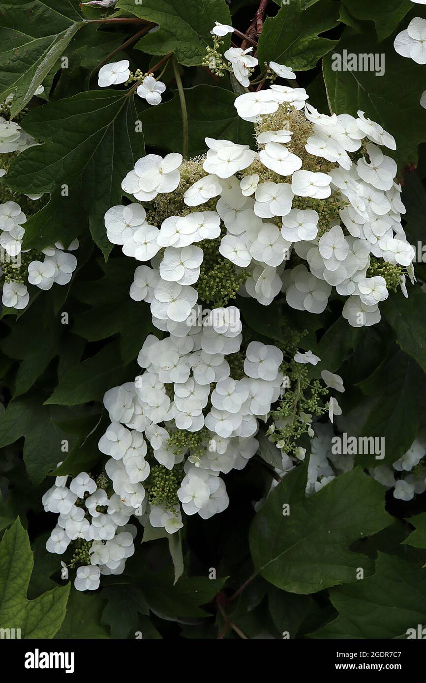 Hydrangea quercifolia Pee Wee oakleaf hydrangea Pee Wee