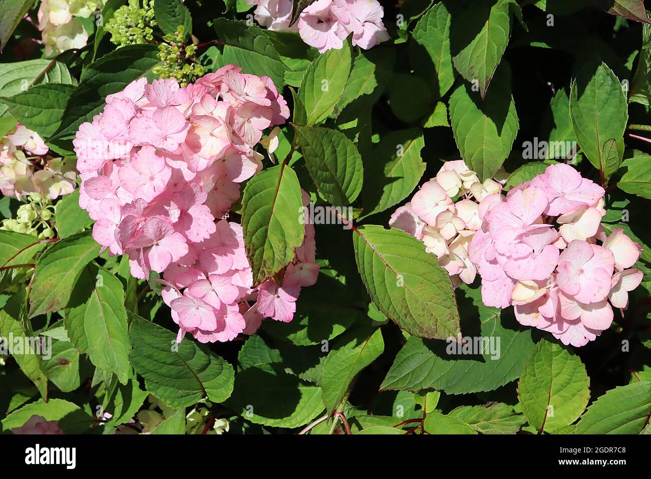 Hydrangea serrata ‘Preziosa’ medium pink flowers with white centre,  July, England, UK Stock Photo