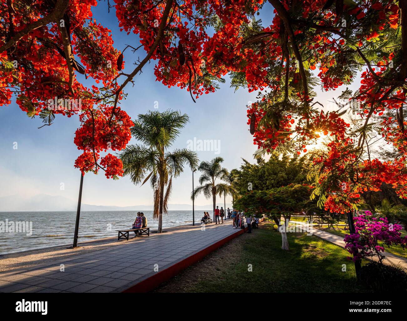 A flowering Tabachin tree, also called Royal Poinciana (Delonix regia), frames the waterfront promenade of Lake Chapala in Ajijic, Jalisco, Mexico. Stock Photo