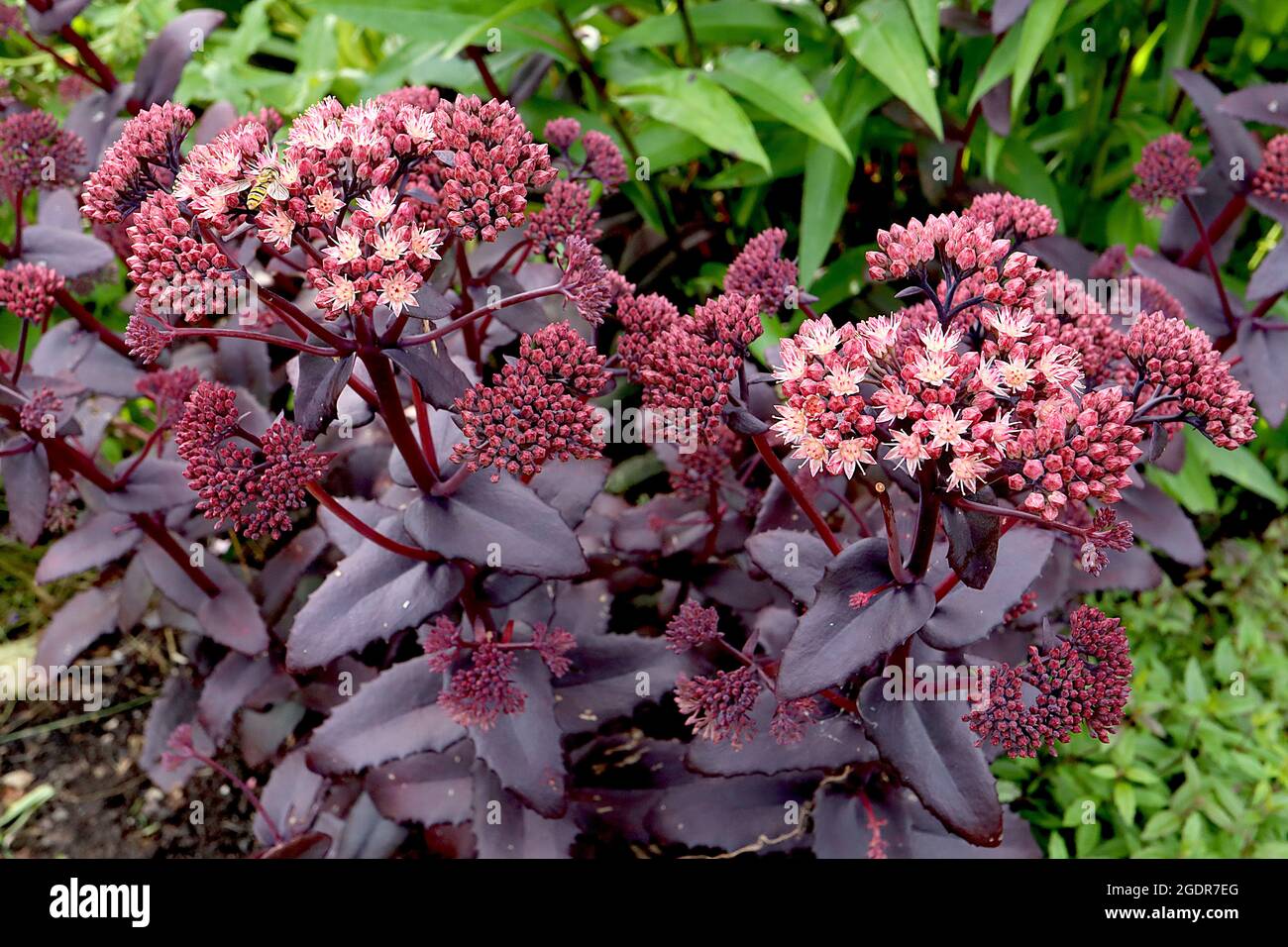 Hylotelephium / Sedum ‘Karfunkelstein’ flat clusters of tiny crimson flower buds and star-shaped flowers atop fleshy purple black leaves,  July, UK Stock Photo