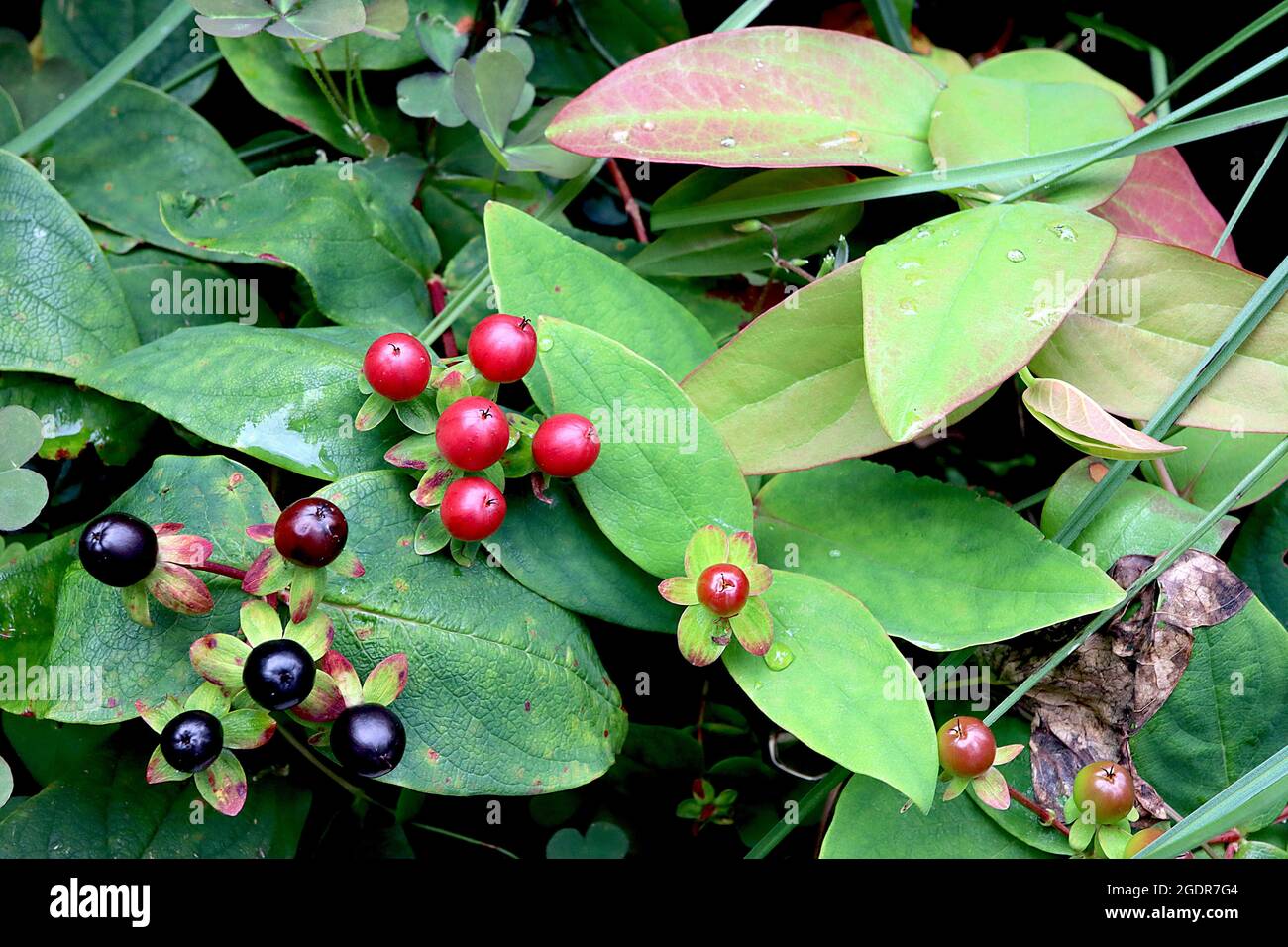 Hypericum androsaemum tutsan – red and black berries (fruit) and bright green leaves with red tinges,  July, England, UK Stock Photo