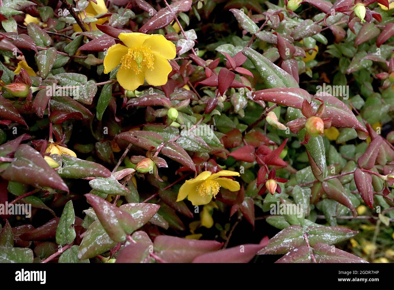 Small Hypericum Hypericum curvisepalum Golden yellow bowl-shaped flowers and small ...