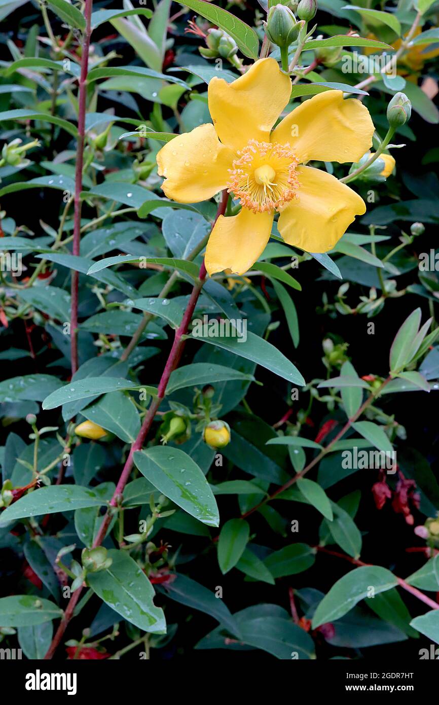 Hypericum ‘Hidcote’ St Johns Wort Hidcote – golden yellow ruffled flowers and dark green lance-shaped leaves,  July, England, UK Stock Photo