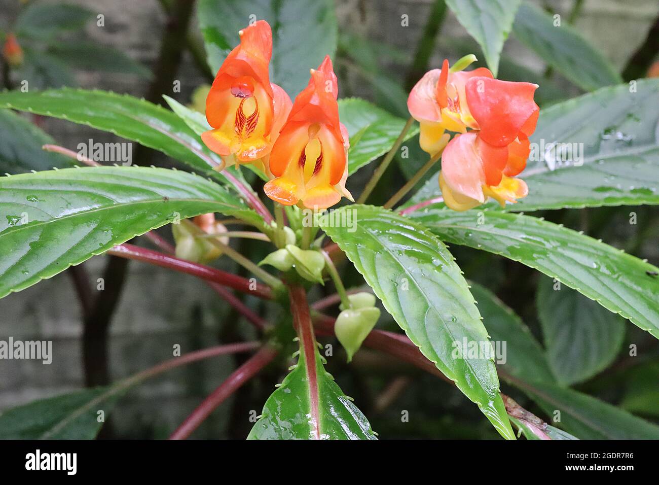 Impatiens auricoma x bicaudata Orange hooded flowers and large pinnate ribbed leaves,  July, England, UK Stock Photo
