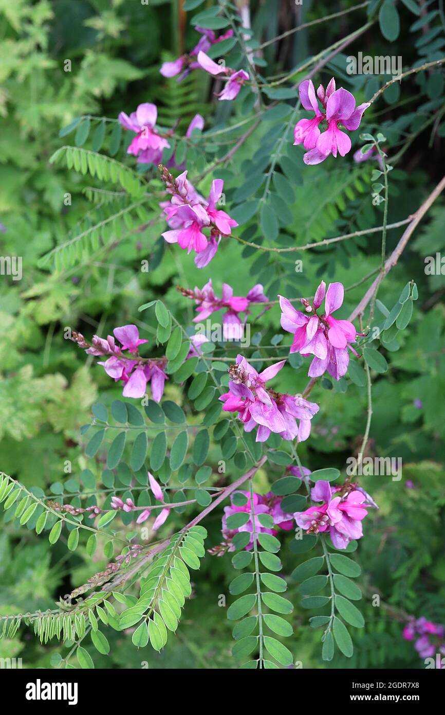 Indigofera tinctoria true indigo – arching racemes of pea-like violet pink flowers and green shades of pinnate leaves,  July, England, UK Stock Photo