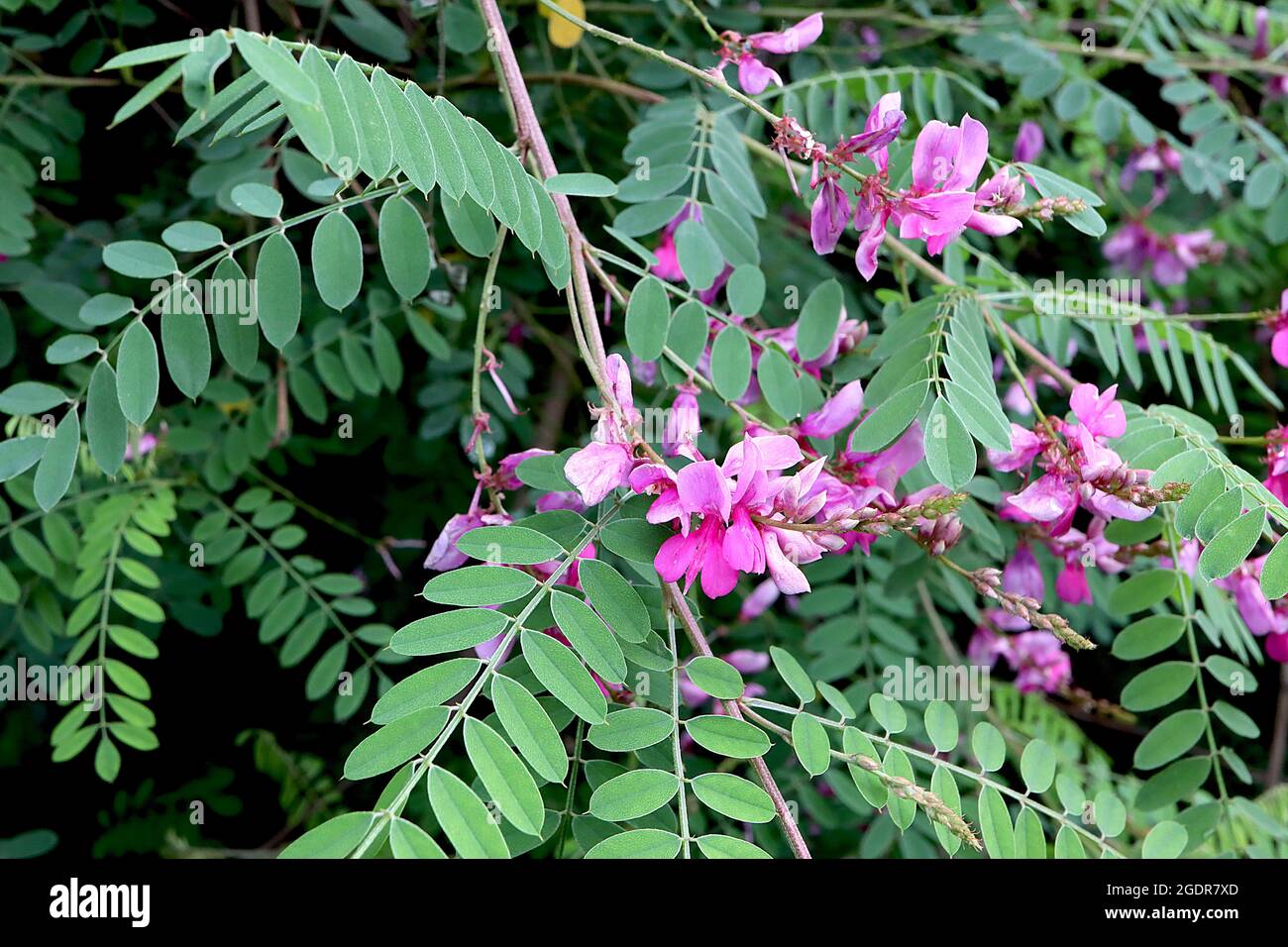 Indigofera tinctoria true indigo – arching racemes of pea-like violet pink flowers and green shades of pinnate leaves,  July, England, UK Stock Photo