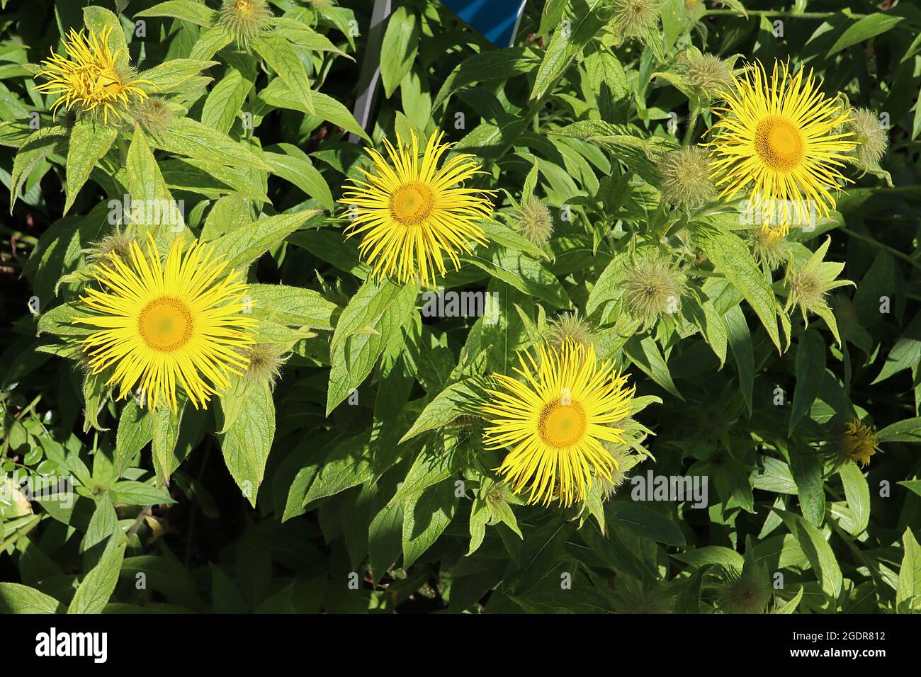 Inula magnifica ‘Hookeri’  Hooker inula – large daisy-like yellow flowers with very slender petals, large lance-shaped mid green leaves,  July, UK Stock Photo