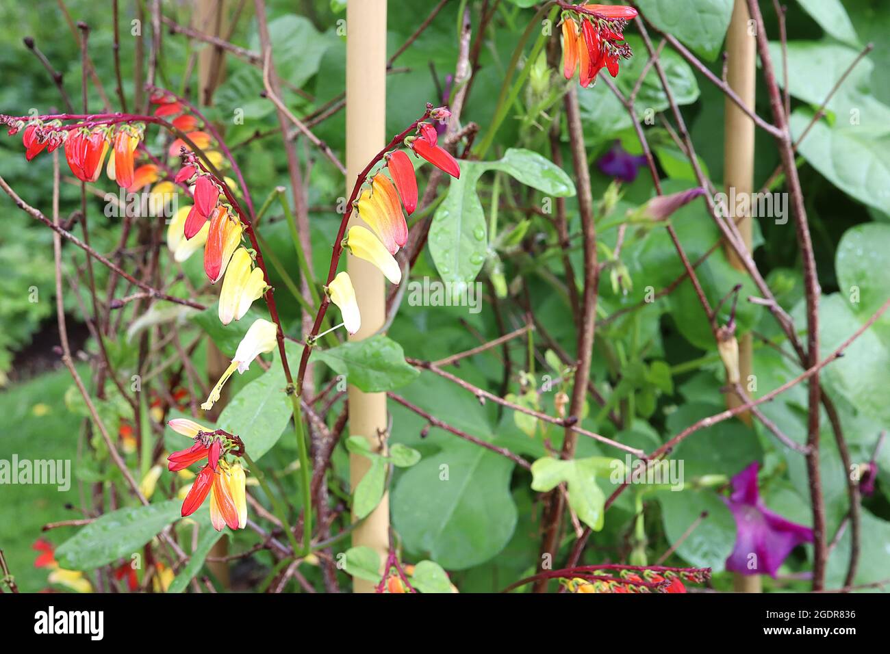 Ipomoea lobata firecracker vine – arching racemes of tubular red ...