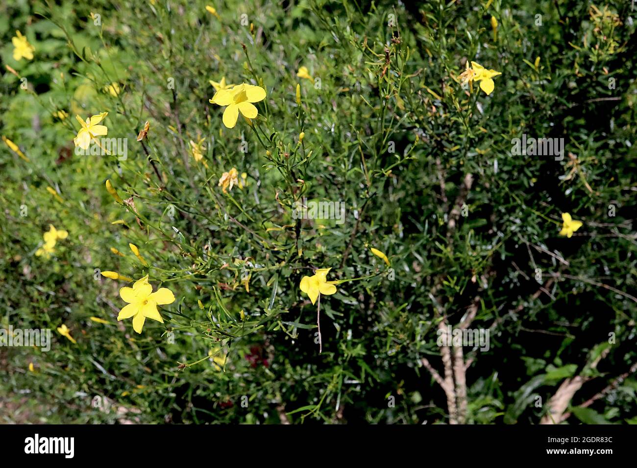 Jasminum leptophyllum   Upright stems of yellow flowers and tiny glossy lance-shaped dark green leaves,  July, England, UK Stock Photo