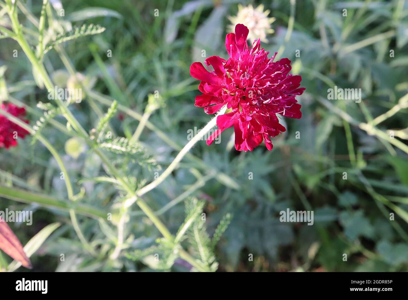 macedonica 'Red Knight' Macedonian Red Knight – crimson red flowers with pincushion centre of ray florets, England, UK Stock Photo - Alamy