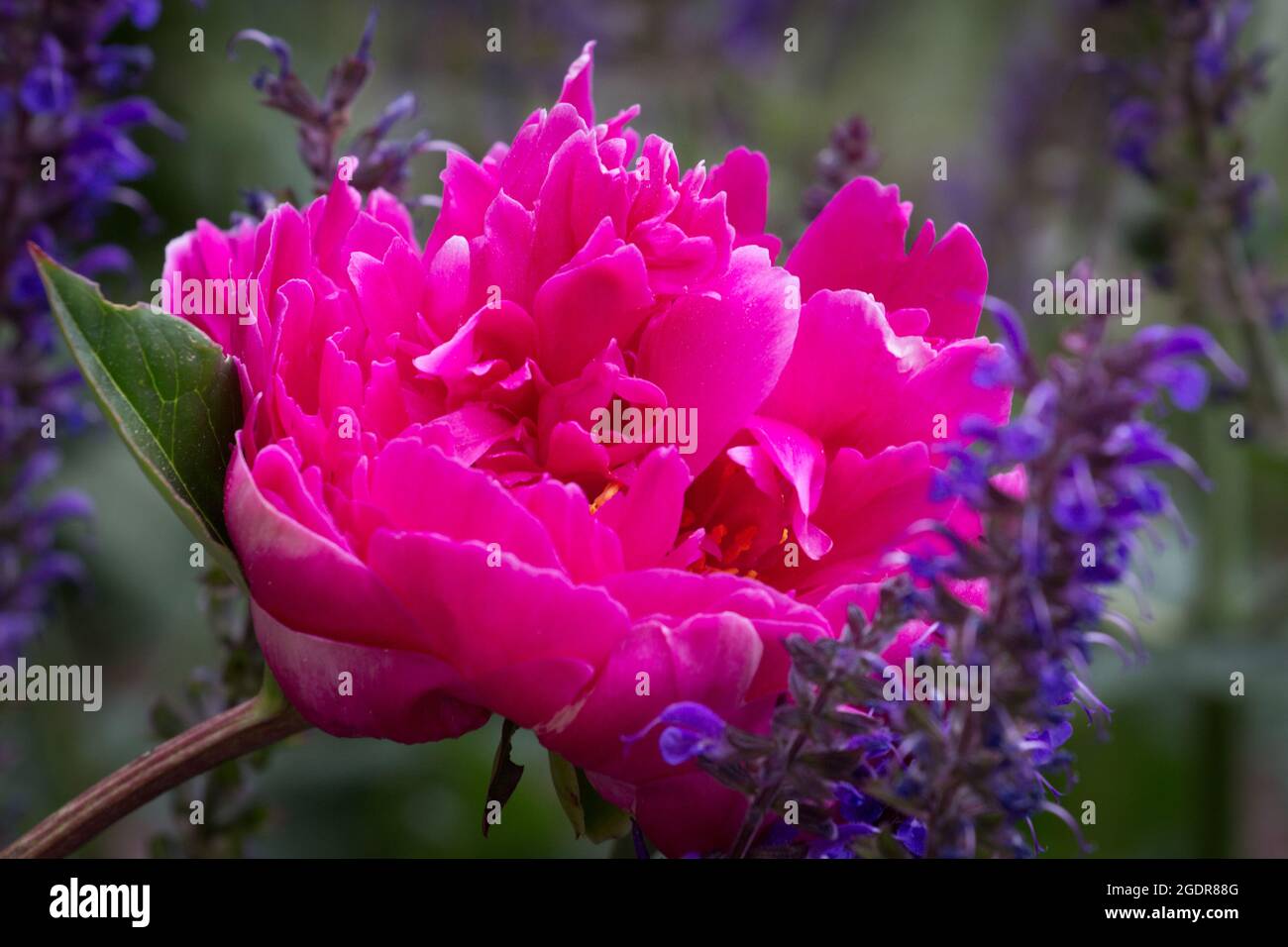 Brilliant pink Peony in full bloom in a summer garden in central Colorado Stock Photo