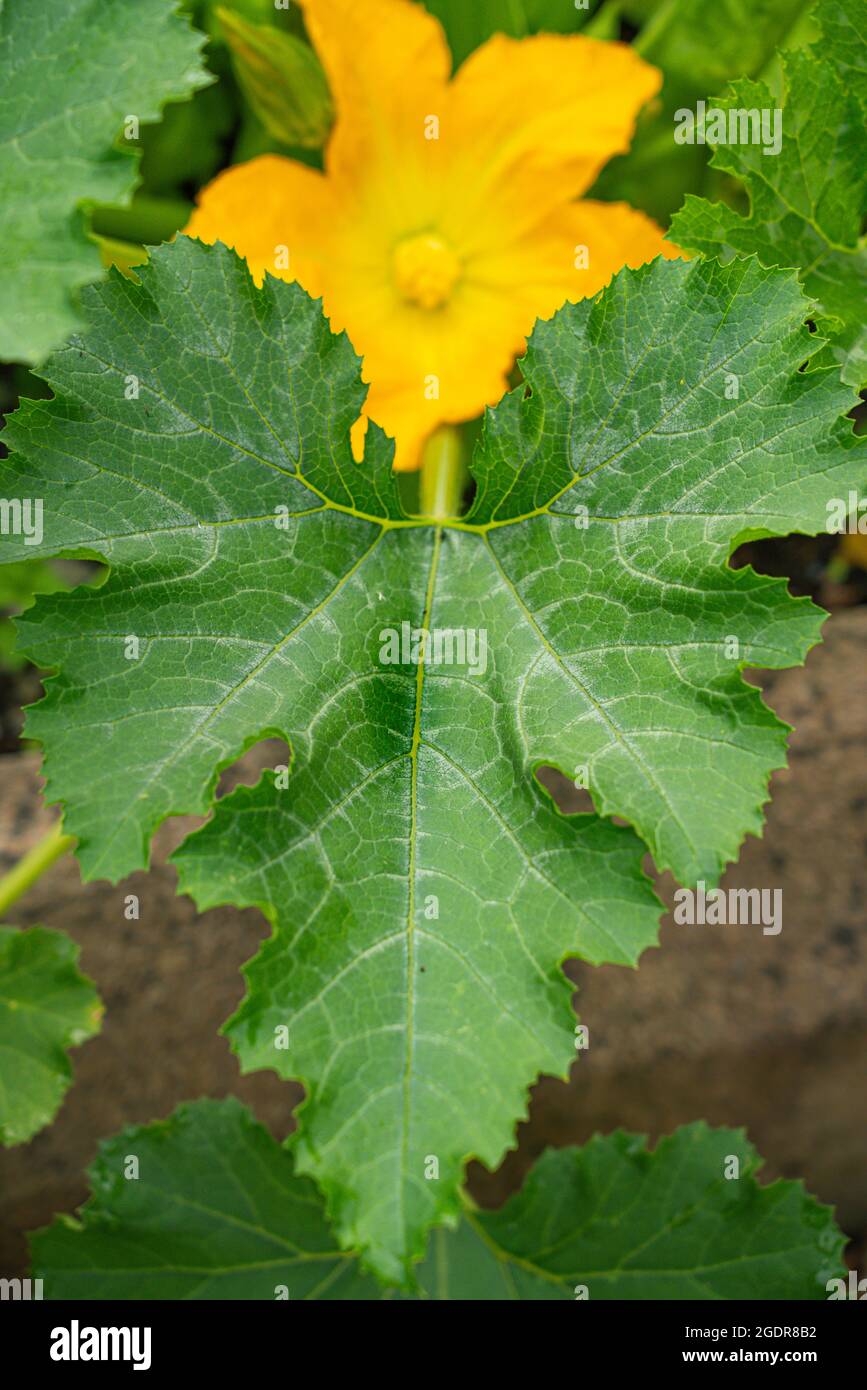 beautiful yellow flowers on a courgette zucchini (Cucurbita pepo subsp. pepo) plant Stock Photo